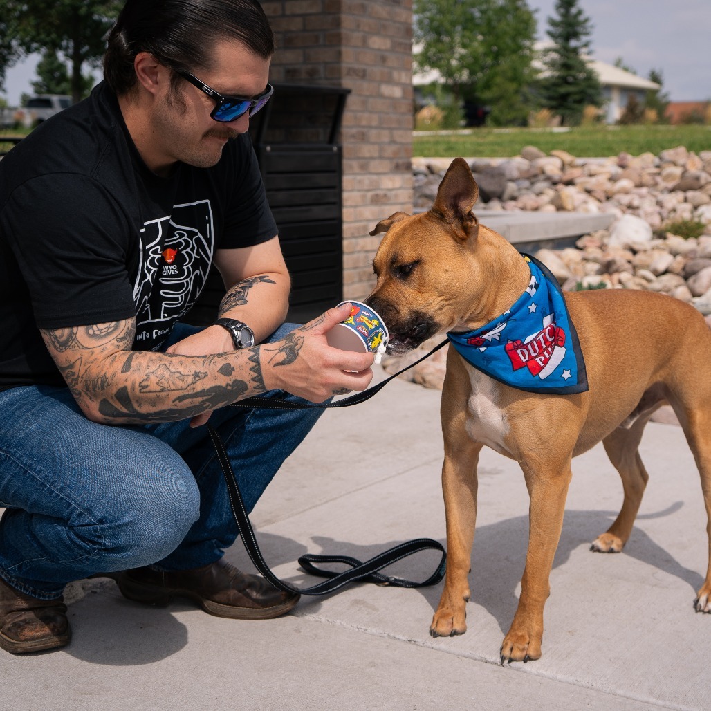 Bing Bong, an adoptable Pit Bull Terrier in Cheyenne, WY, 82007 | Photo Image 5