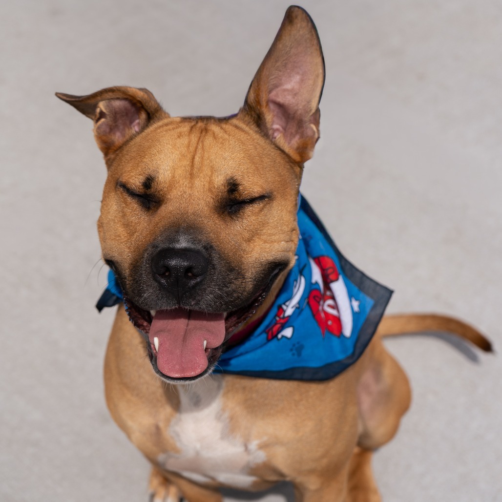 Bing Bong, an adoptable Pit Bull Terrier in Cheyenne, WY, 82007 | Photo Image 6
