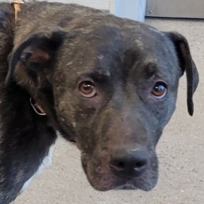 Diamond, Adult Female unknown