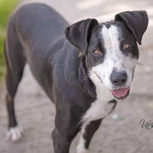 Ellie, Adult Female unknown