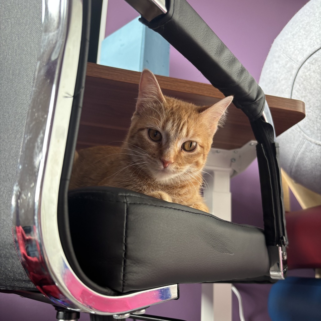 Betty Crocker--In Foster***ADOPTION PENDING***, an adoptable Domestic Short Hair in Fargo, ND, 58102 | Photo Image 2