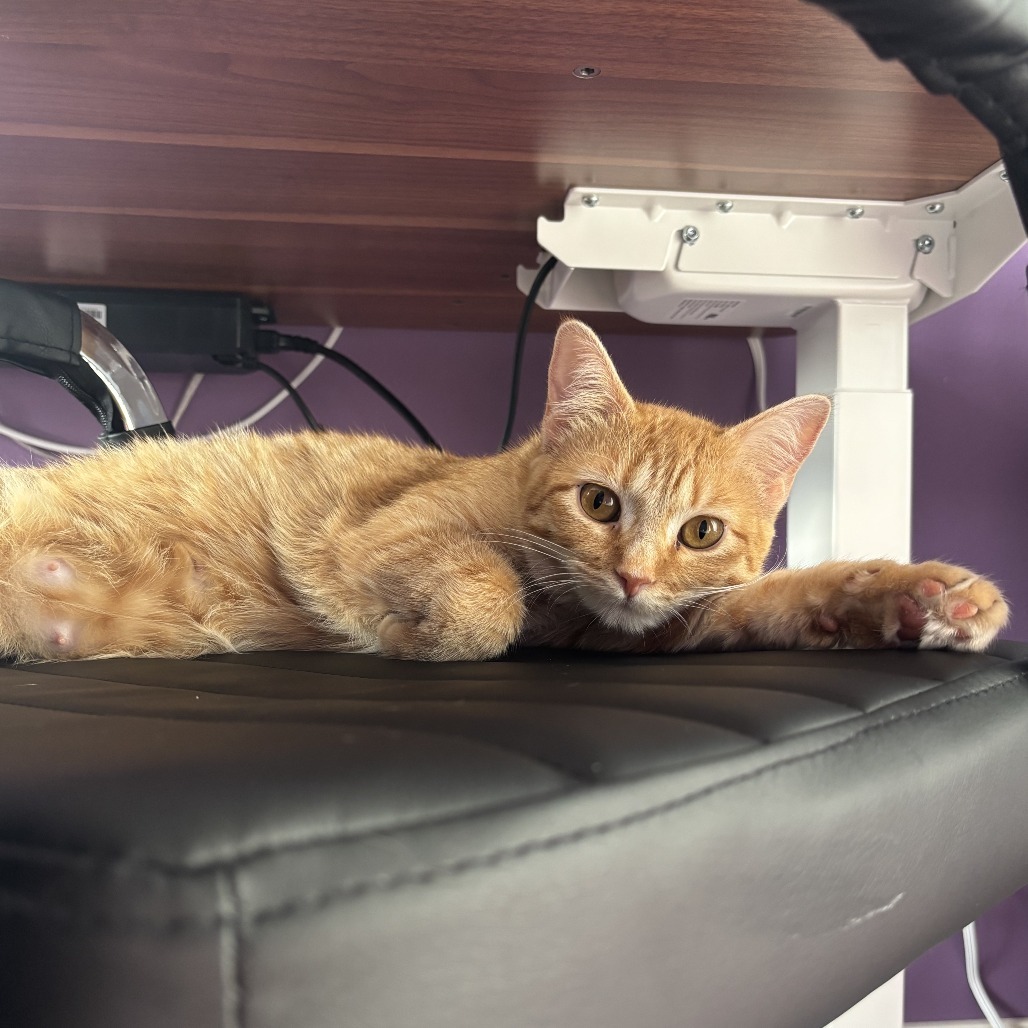 Betty Crocker--In Foster***ADOPTION PENDING***, an adoptable Domestic Short Hair in Fargo, ND, 58102 | Photo Image 3