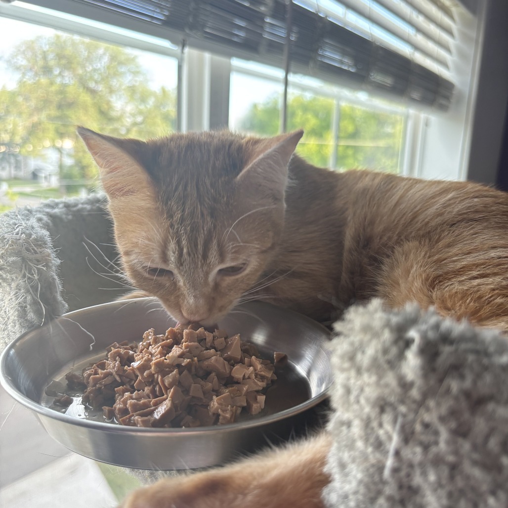 Betty Crocker--In Foster***ADOPTION PENDING***, an adoptable Domestic Short Hair in Fargo, ND, 58102 | Photo Image 4