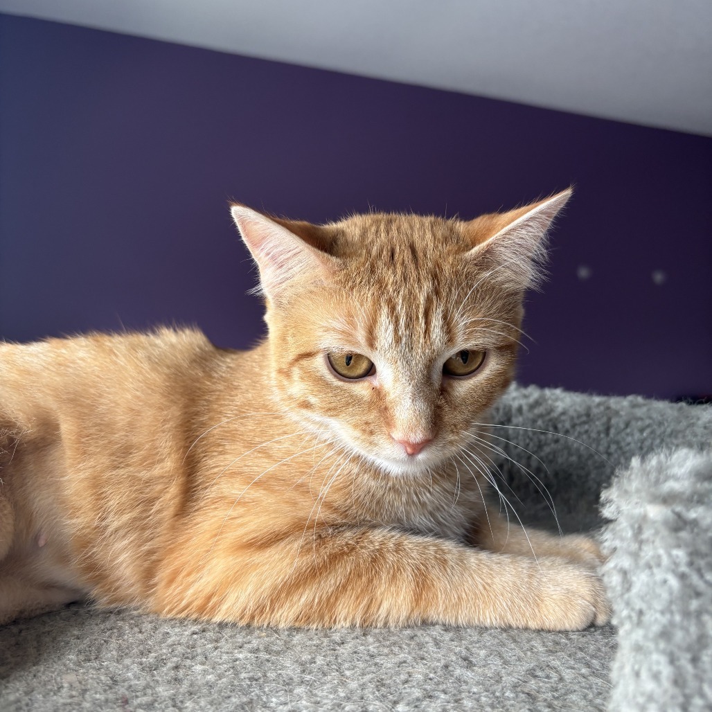 Betty Crocker--In Foster***ADOPTION PENDING***, an adoptable Domestic Short Hair in Fargo, ND, 58102 | Photo Image 5