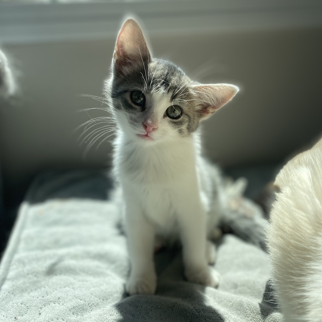 Lyra