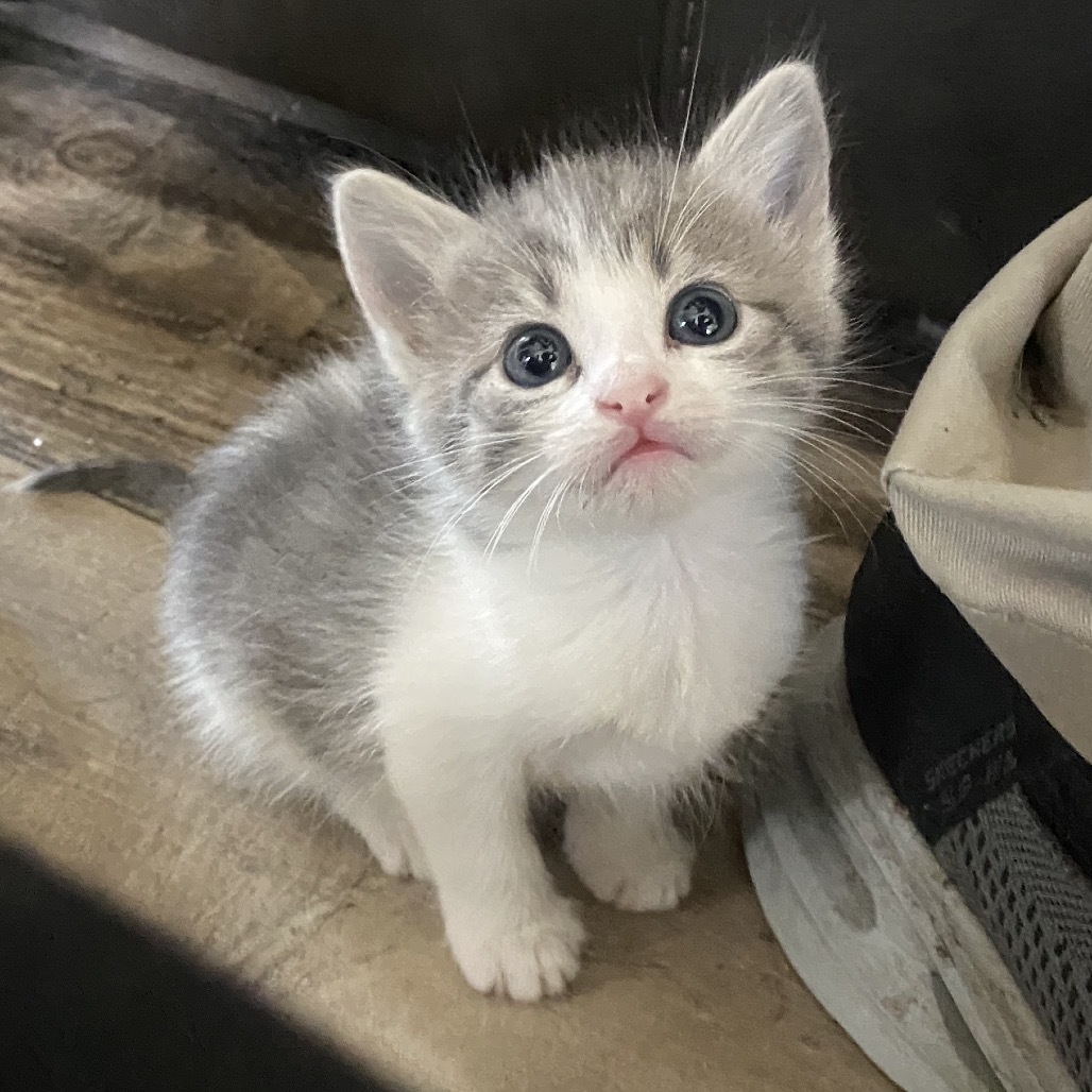 Lyra