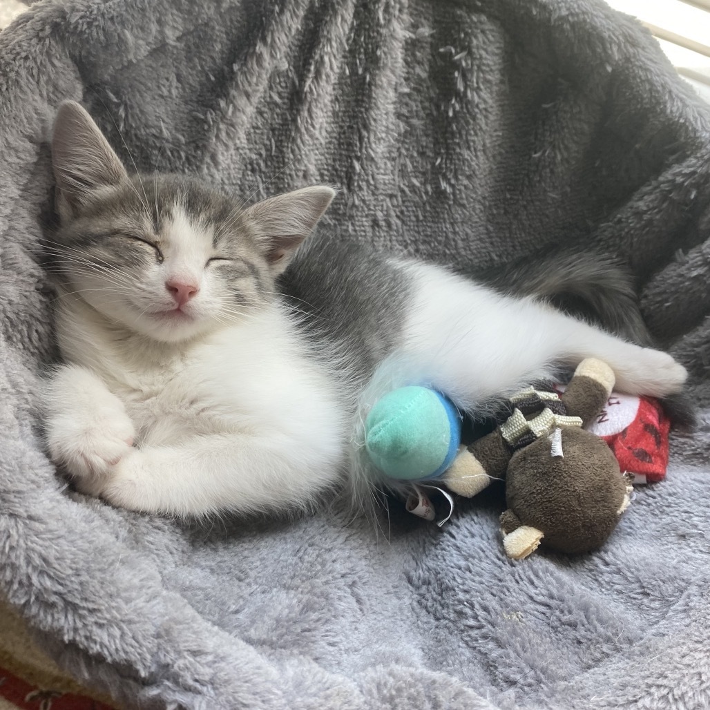 Lyra