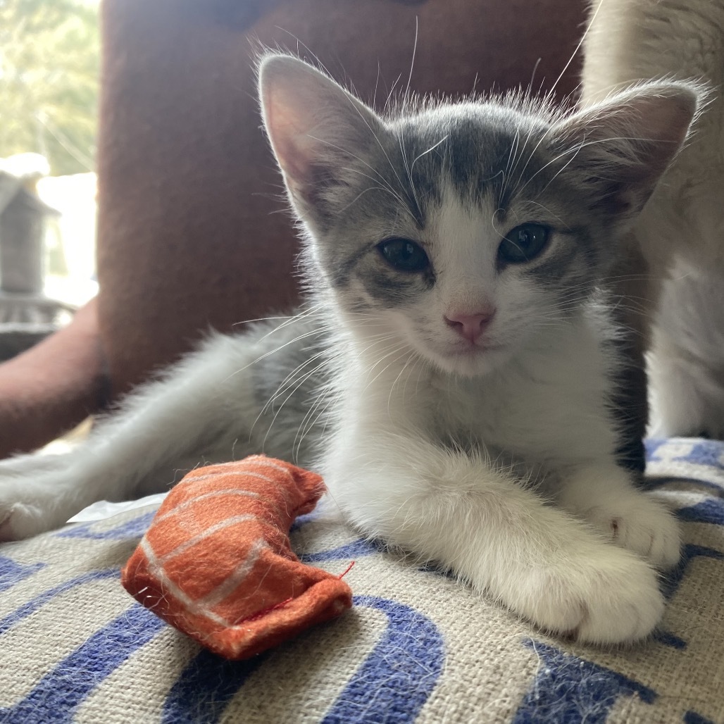 Lyra