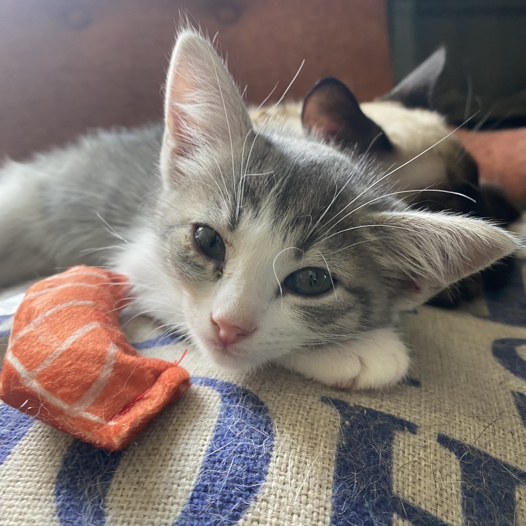 Lyra