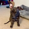 Junior Beans photo 1