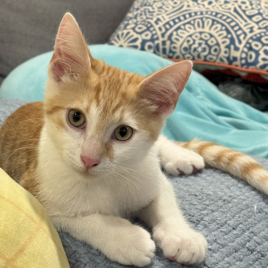 Canelo