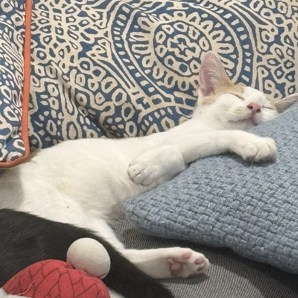 Cheeto