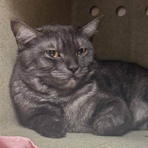 Zara, Adult Female unknown