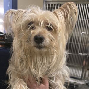 Bentley, Adult Male unknown