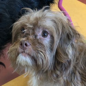 Gizmo, Adult Male unknown