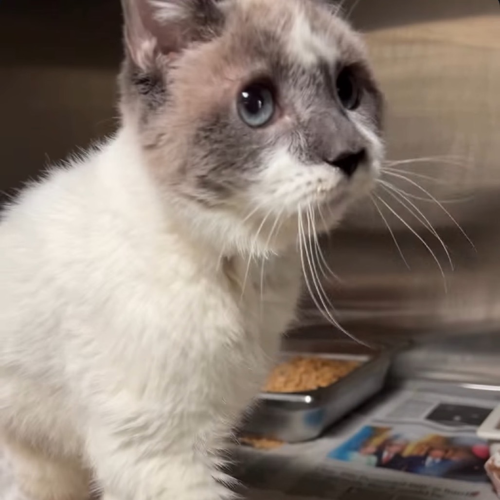 Shyanne, an adoptable Domestic Medium Hair, Snowshoe in Los Angeles, CA, 90016 | Photo Image 1
