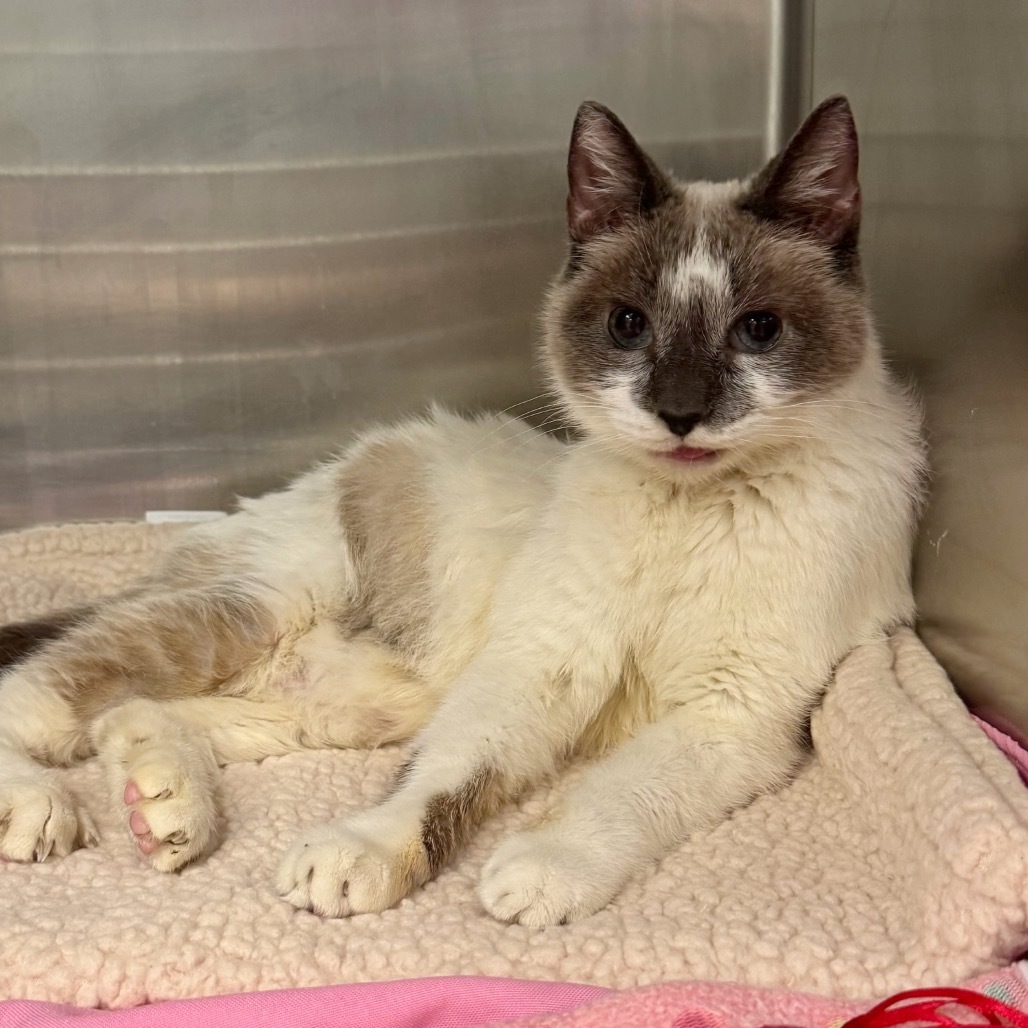 Shyanne, an adoptable Domestic Medium Hair, Snowshoe in Los Angeles, CA, 90016 | Photo Image 2