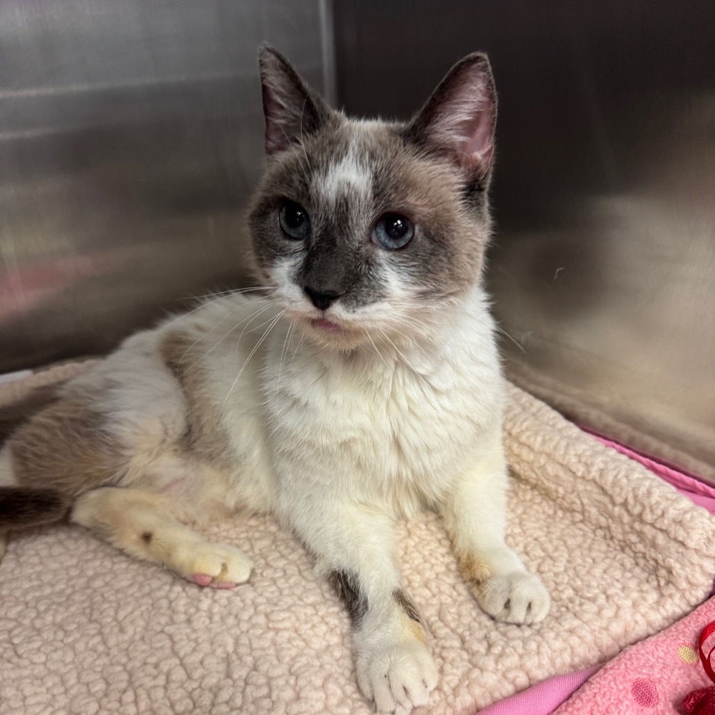 Shyanne, an adoptable Domestic Medium Hair, Snowshoe in Los Angeles, CA, 90016 | Photo Image 4