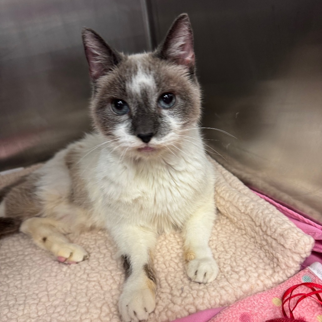 Shyanne, an adoptable Domestic Medium Hair, Snowshoe in Los Angeles, CA, 90016 | Photo Image 5