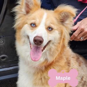 Maple, Adult Female unknown