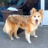 Maple photo 2
