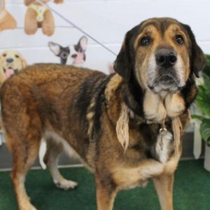 Charlie, Adult Female unknown