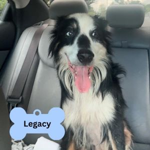 Legacy, Senior Male unknown