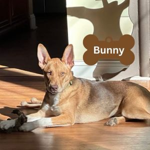 Rain (Bunny), Young Female unknown