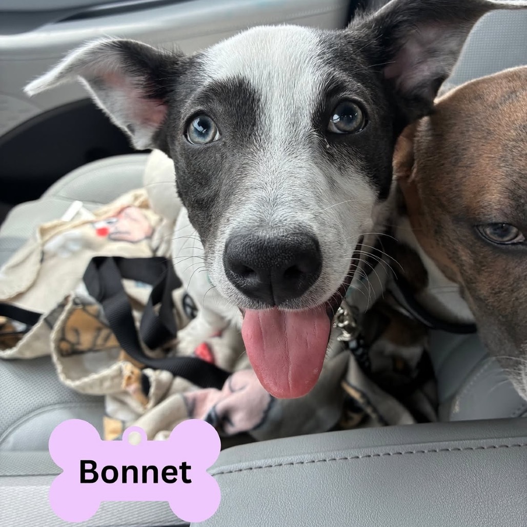Bonnet