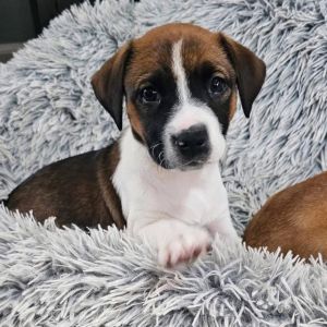 Molly, Baby Female unknown
