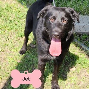 Jet, Baby Male unknown