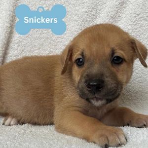 Snickers, Baby Male unknown