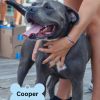 Cooper photo 1