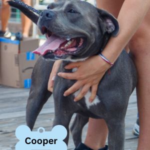 Cooper, Adult Male unknown