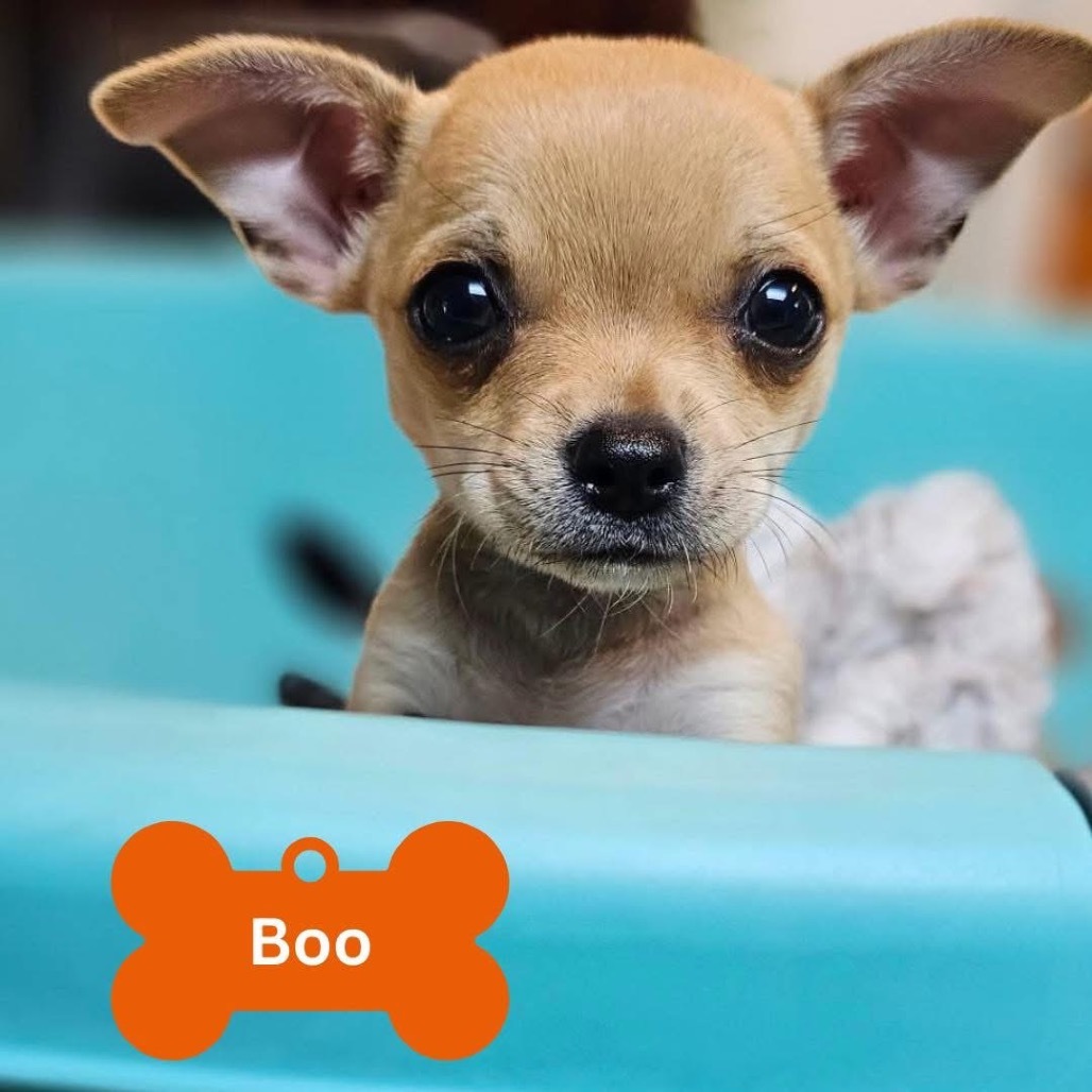 Boo