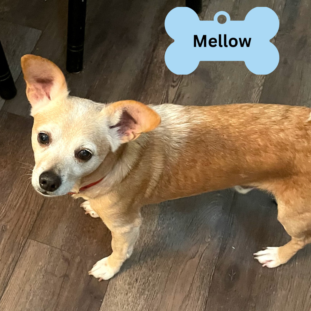 Mellow