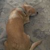 Mellow photo 3