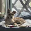 Coco photo 1