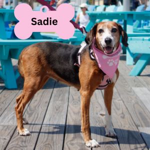 Queen (Sadie), Senior Female unknown