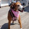 Queen (Sadie) photo 2