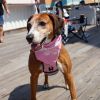 Queen (Sadie) photo 3