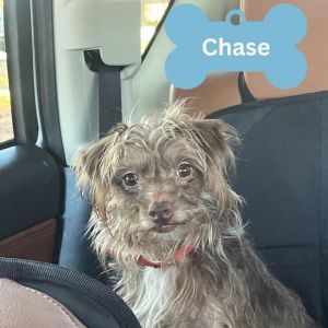 Chase, Adult Male unknown
