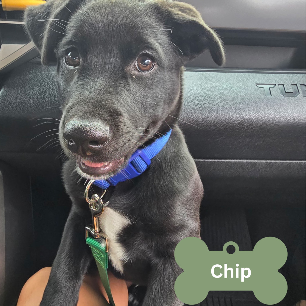 Chip