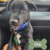 Chip photo 1
