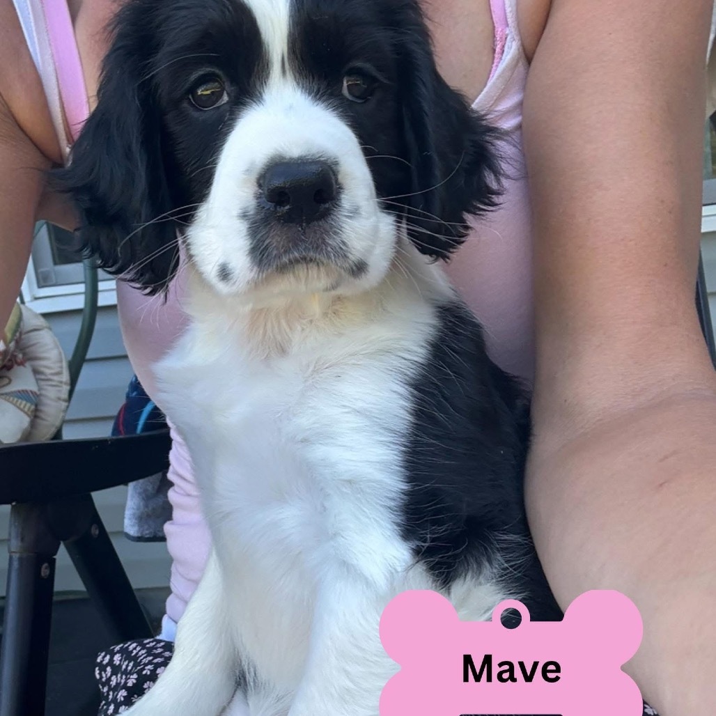 Mave