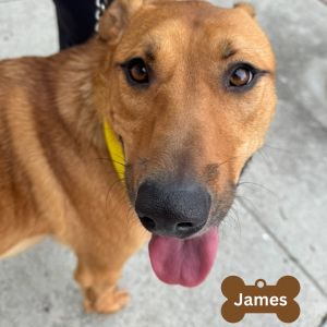 James, Adult Male unknown