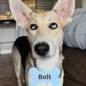 Bolt, Young Male unknown