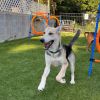 Bolt photo 2
