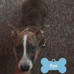 Rye, Baby Male unknown