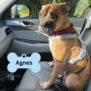 Agnes, Adult Female unknown